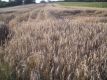 Triticale bei Laichingen-Feldstetten